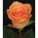 Roses - Cinamon